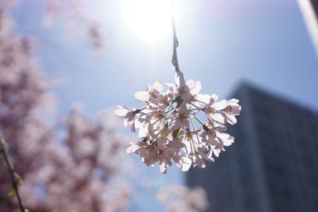 春の空からの贈り物