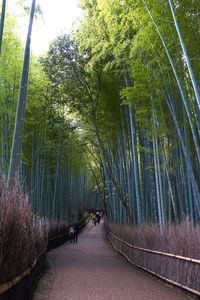 京都 嵐山 大河内山荘近くの竹林の径