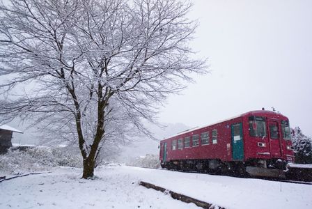 雪桜