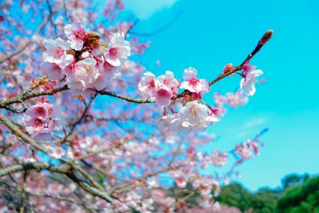 カンザクラ＠新宿御苑