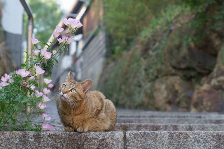 港町で出会った猫ちゃん達