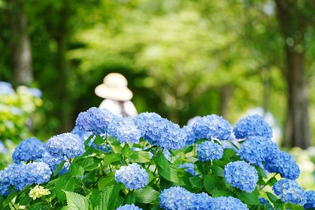 季節の花を愛でる