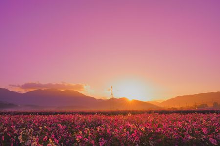 朝の秋桜