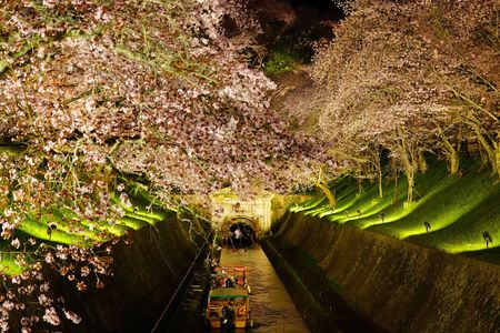 琵琶湖疎水夜桜散策