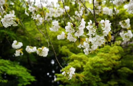 桜　ホワイト
