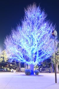 青の枝