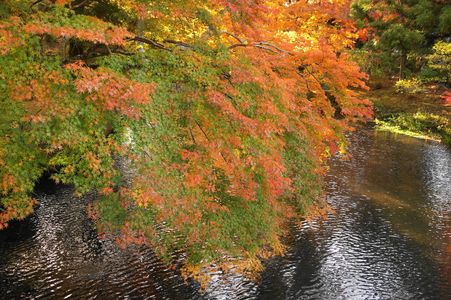 秋の金鱗湖