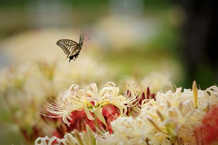 アゲハ蝶と彼岸花