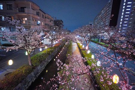 桜祭り・夜