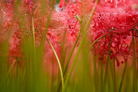 雨を待っていました