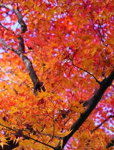 さらに赤みが増して