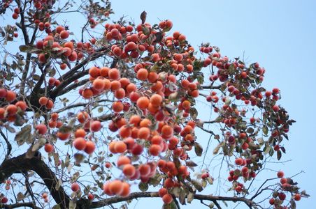 たわわにみのる