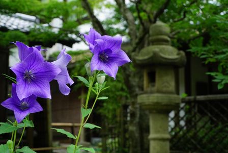 夏休みの思い出
