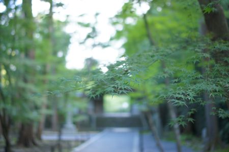 秋のお彼岸法然院