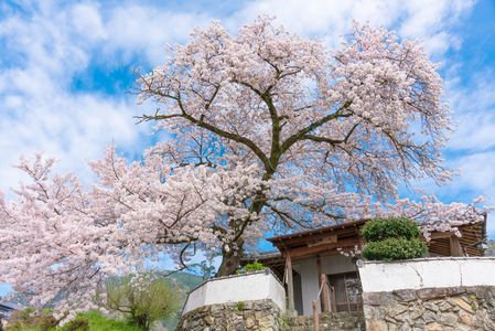 徳島の大桜②