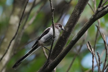 エナガの幼鳥 かわいいです♪