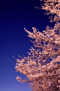 夜桜に微かな星々を添えて