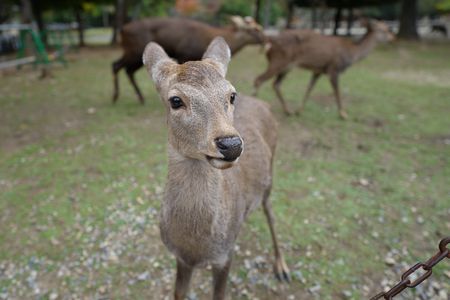 奈良公園に行ってきました。