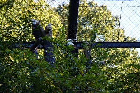 東山動物園のハクトウワシ