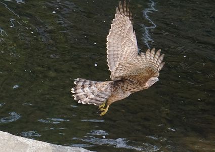 はばたくオオタカの若鳥