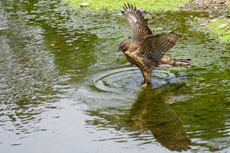 オオタカ幼鳥の水浴び