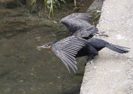 狙い定まり突撃する川鵜