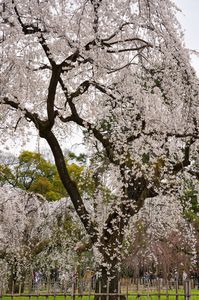 京都御苑 しだれ桜（2023）