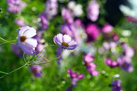 2025秋の思い出 滝野すずらん丘陵公園②