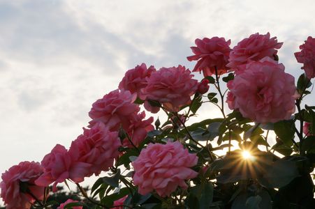 敷島公園のバラ　３