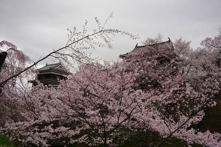 '15上田城桜