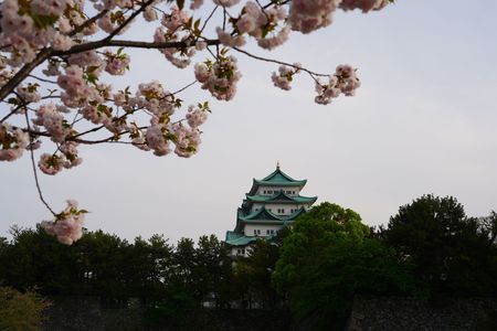 名古屋城に行ってきました。