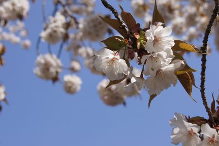 桜 in舘山寺フラワーパーク SCTN