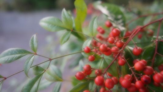 難を転じて･･･