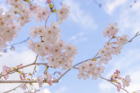やわらかな春の陽射しを浴びる桜