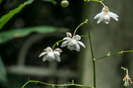 森の妖精「レンゲショウマ」