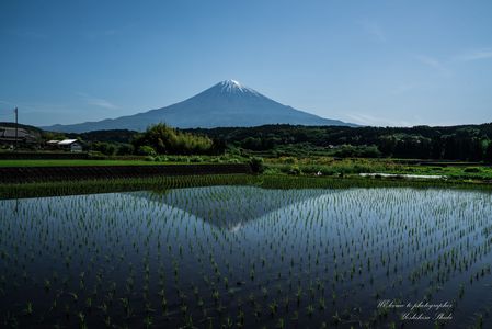 田植えした棚田と富士山