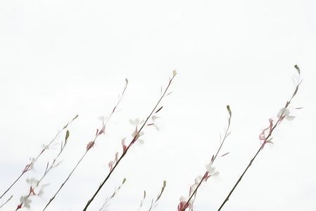 名前を知らない地味な花。曇り空を背景に