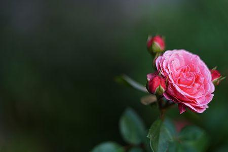 植樹帶の薔薇