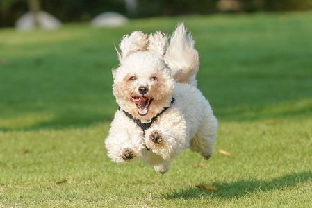 飛行犬はなちゃん