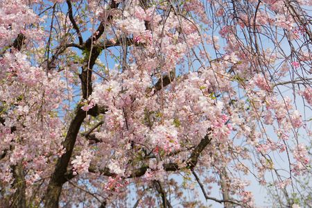 八幡市･背割り堤の桜祭り　