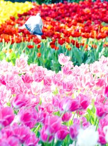 偶然、ハトが・・・・