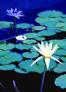 気品に満ちて輝く！！