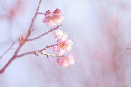 plum blossoms 