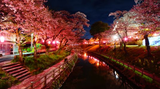 夜桜in行屋川
