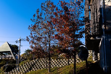 秋の一日　午後3時