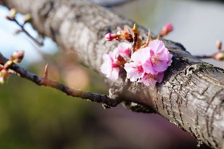 お散歩途中で（桜）