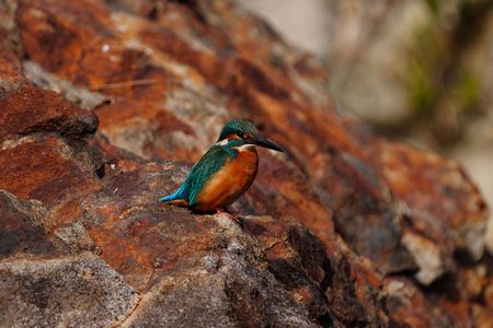 カワセミ　今年の初撮り