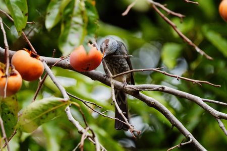 味覚の秋　柿を食む鳥たち