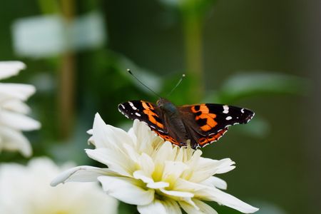 ダリアと虫たち