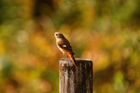 秋色のジョビコさん
